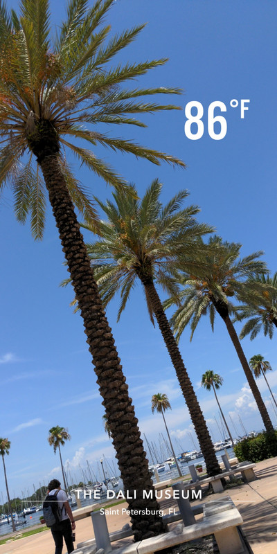 Florida = Palm Trees