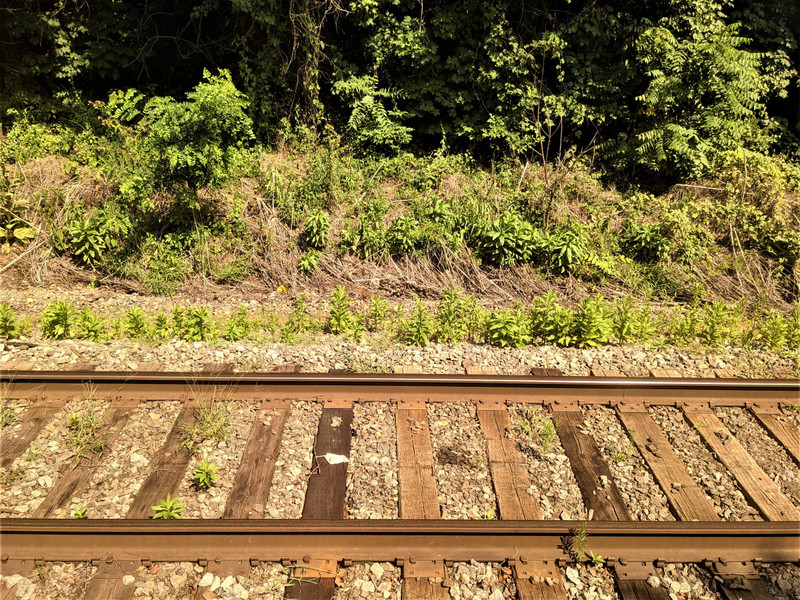 Typical view on a train, part 1: lots and lots of rails and kudzu