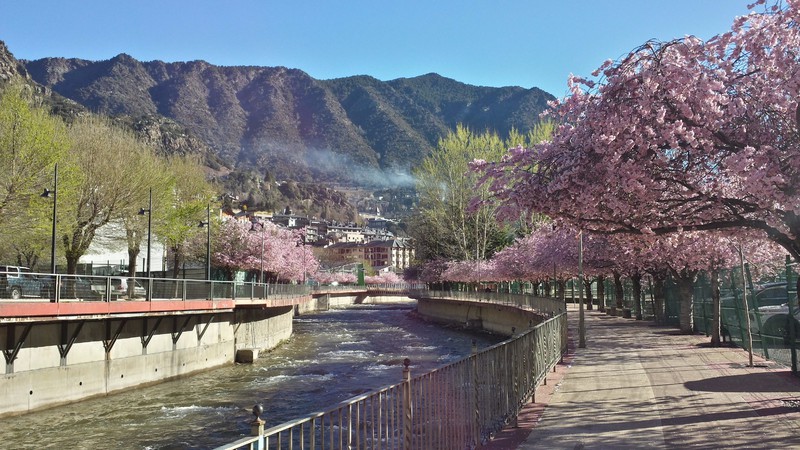 Pink spring on the River Gran Valira