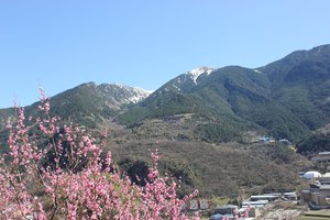 Snow-capped peaks and pink flowers