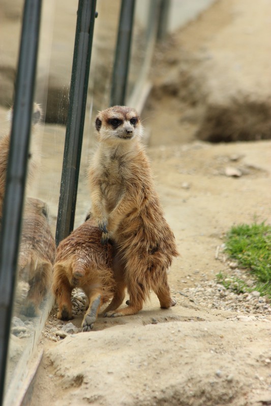 Meerkats at the Zagreb Zoo
