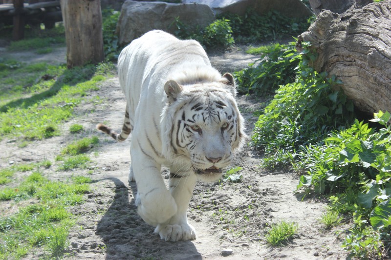 White tiger at the Bratislava Zoo