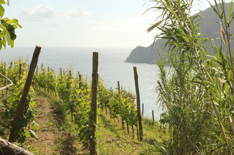 Vineyards are all over the place in the upper regions