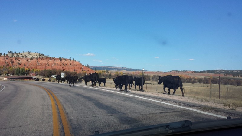 My car acted as a temporary cattle prod near Devil's Tower