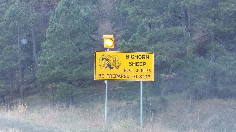 Saw these signs all over, even saw some Big Horns from time to time