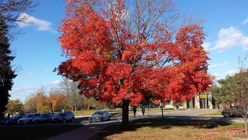 I love red trees; this is at St. Olaf