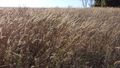 Prairie Tallgrass in Iowa