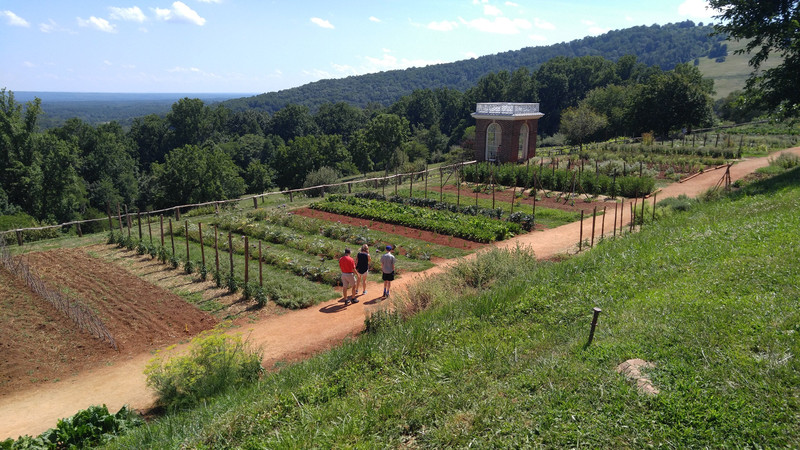 Vineyards at Monticello