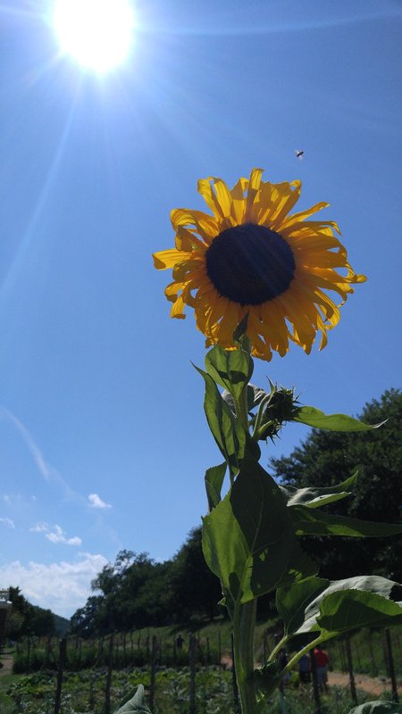 Sunflower at Monticello