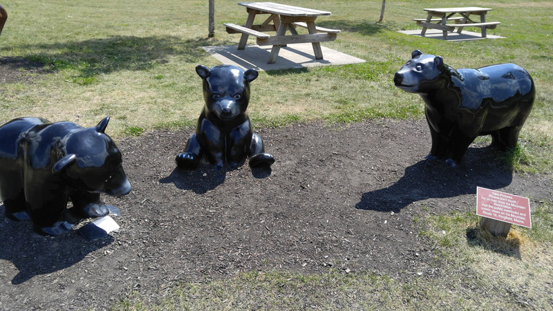 Black bears being playful at a Maine rest stop