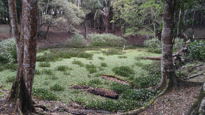 A man-made Maya reservoir