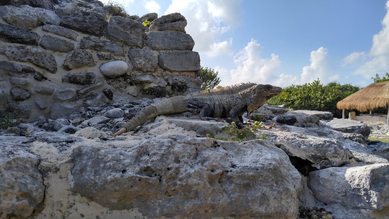 Brave iguana at El Rey