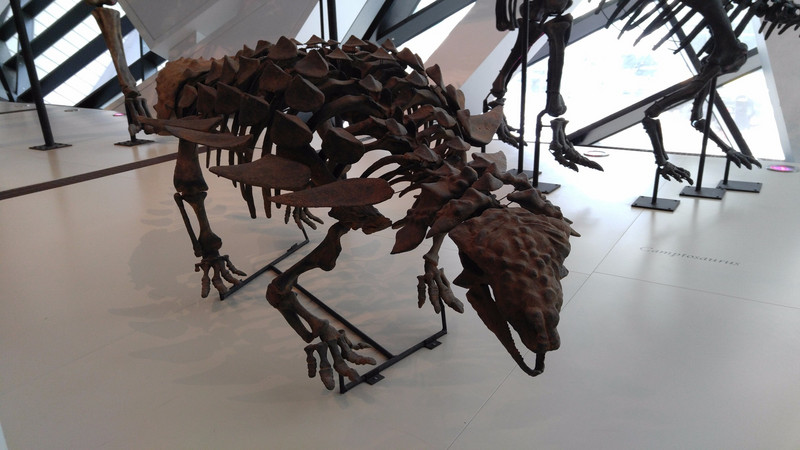 An ankylosaur at the Royal Ontario Museum