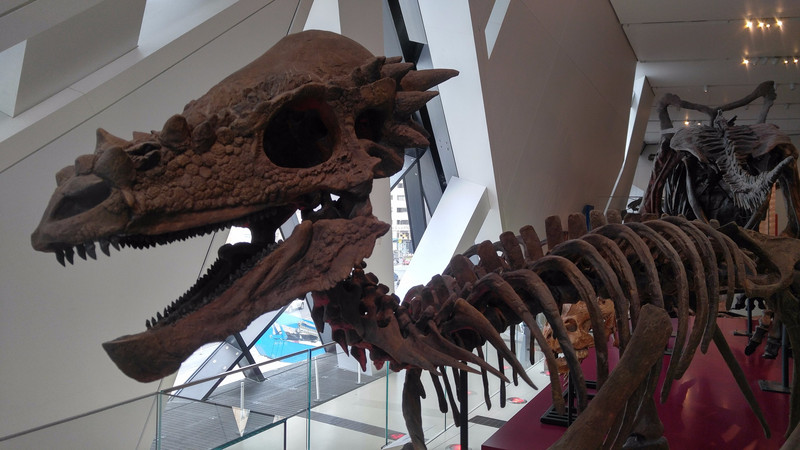 Pachycephalosaurus! At the Royal Ontario Museum