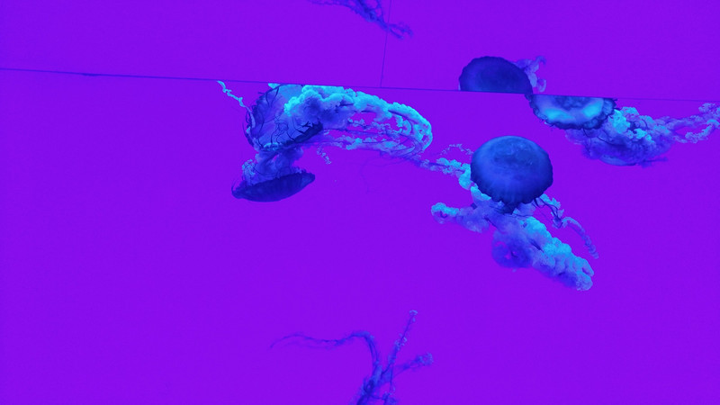 I did nothing to alter this original photo of jellyfish