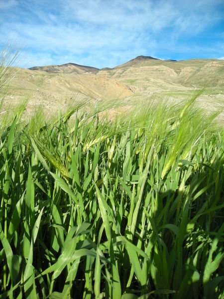 A barley field in the Spiti Valley