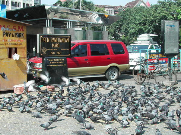 Pigeons like Mumbai