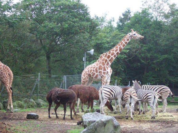 Giraffe and zebras
