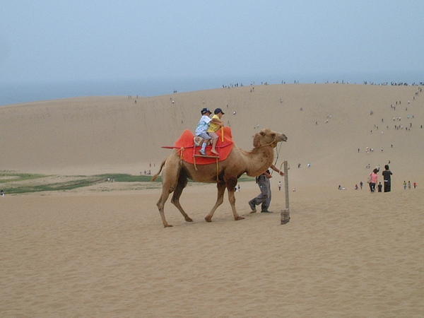 Riding camel