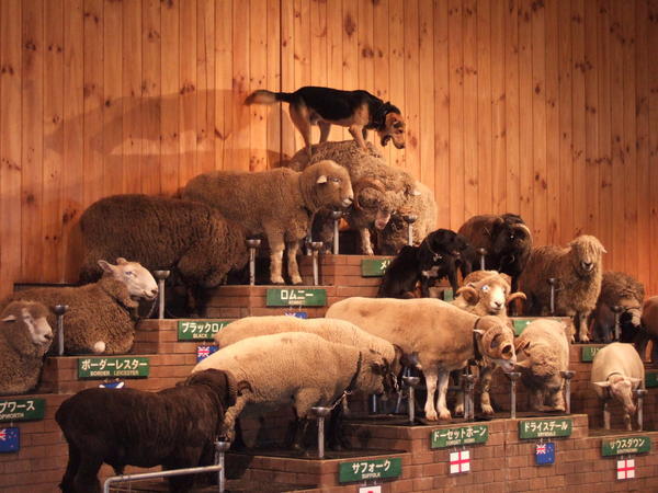 Worldwide sheeps show