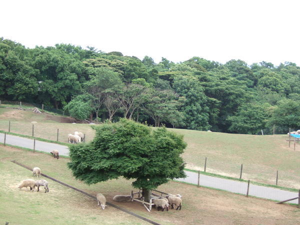 Sheeps farm