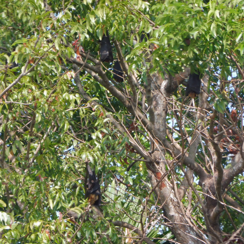 Large bats in the tree