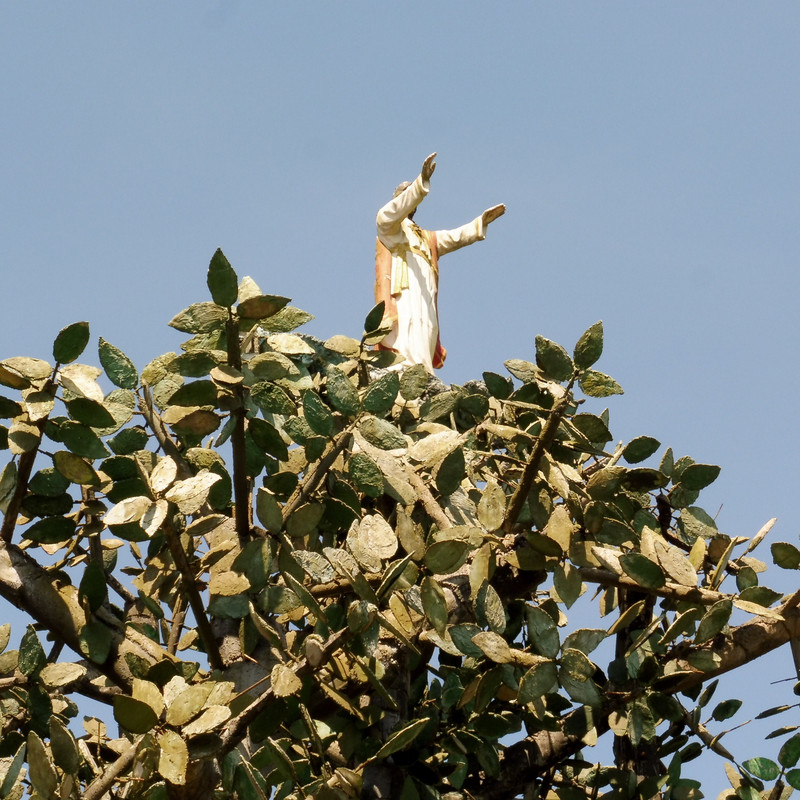 Christ in his tree
