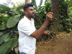 Explaining difference between casia and Malabar cinnamon