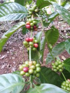 Robusta coffee tree