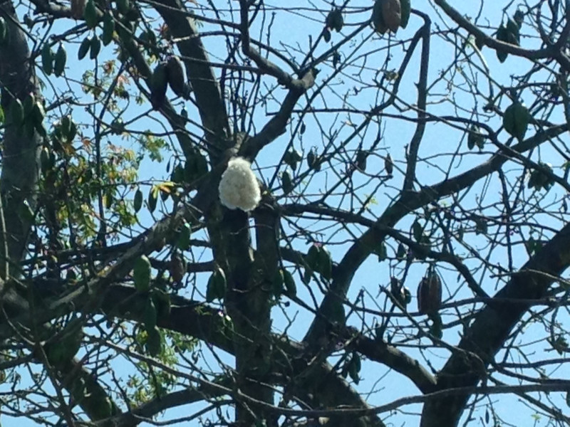 Mature cotton tree pod