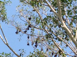 Bats up in the tree