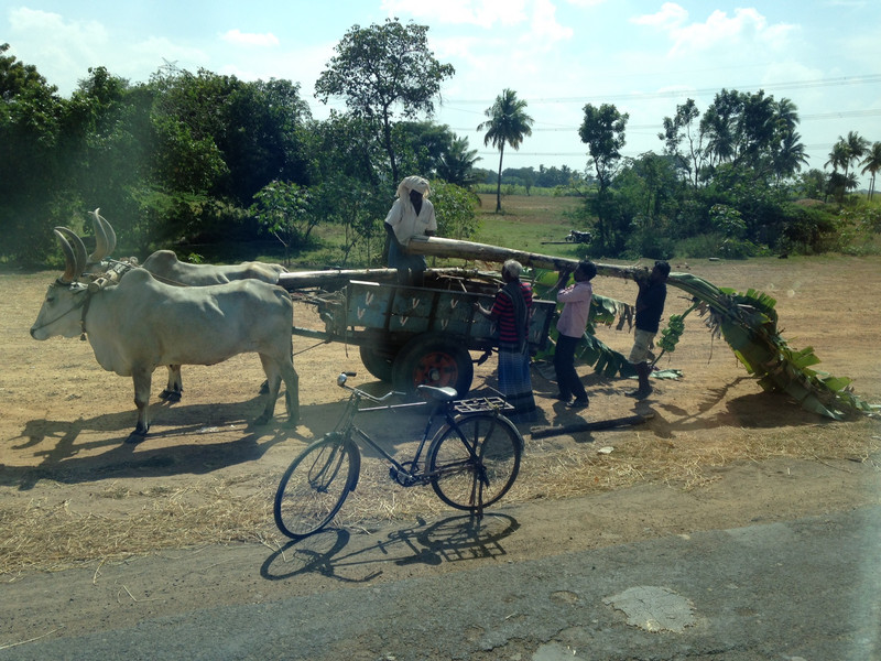Bullock cart, men loading palm trees