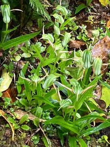 Green hooded orchids