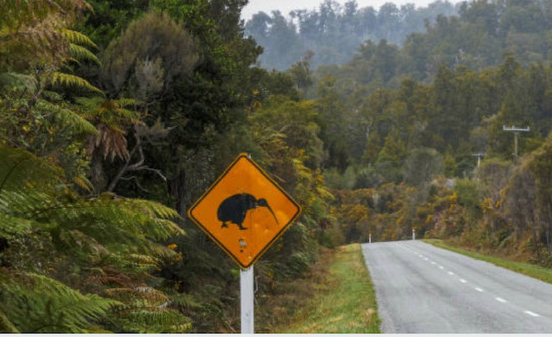 kiwi crossing
