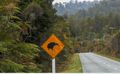 kiwi crossing