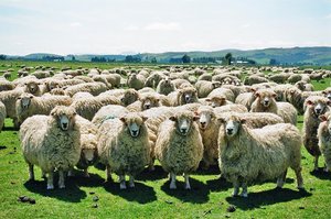 NZ sheep