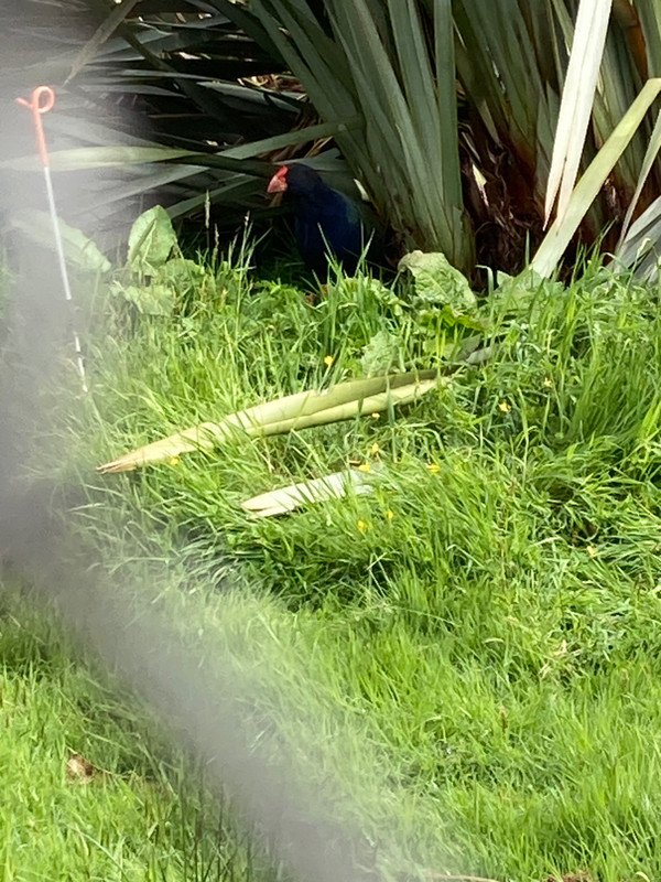 Takahe