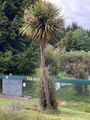They call this a cabbage tree ??