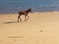 Foal on the beach