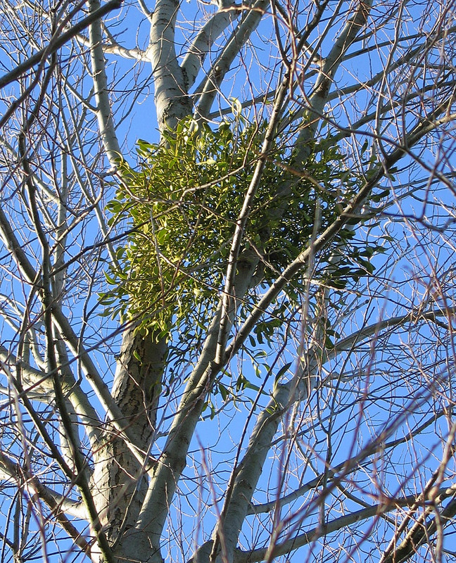 mistletoe growing in a deciduous tree