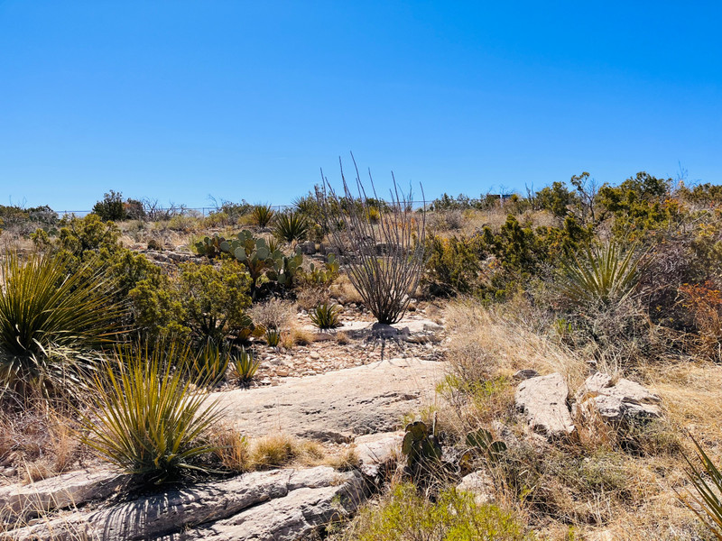 Typical desert area with soaproot yucca, prickly pear and ocotillo cactus