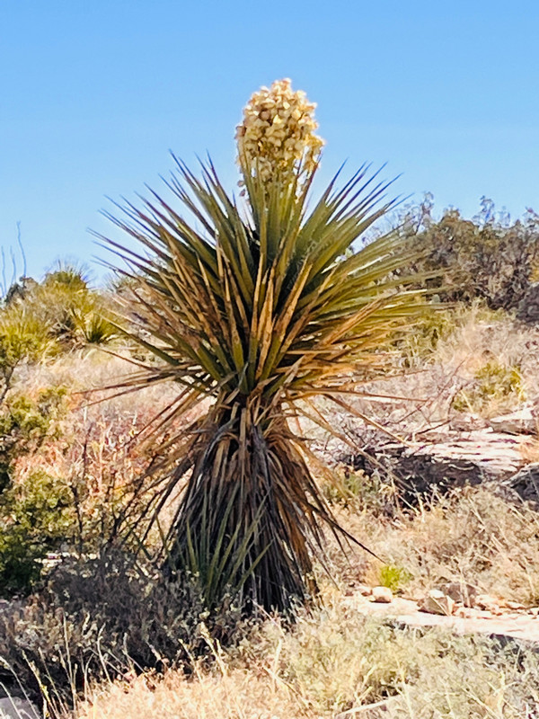 Soaproot yucca.  Their flowers are clustered in a globe on t top