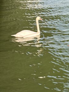 swan on the Danube