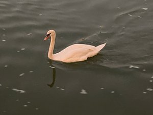 begging swans