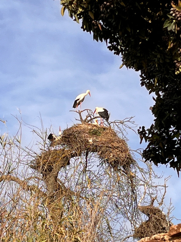 Silves storks