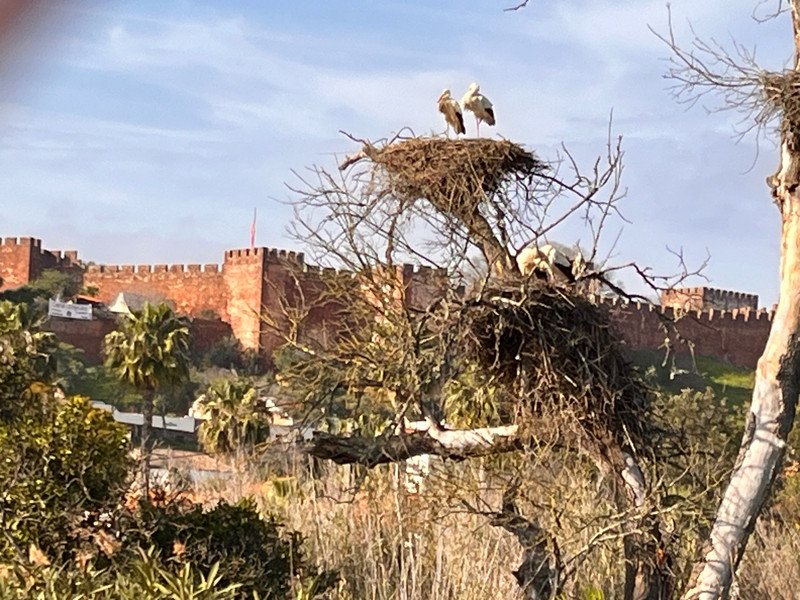 storks with the castle in the distance
