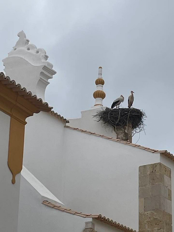 storks nesting on the church
