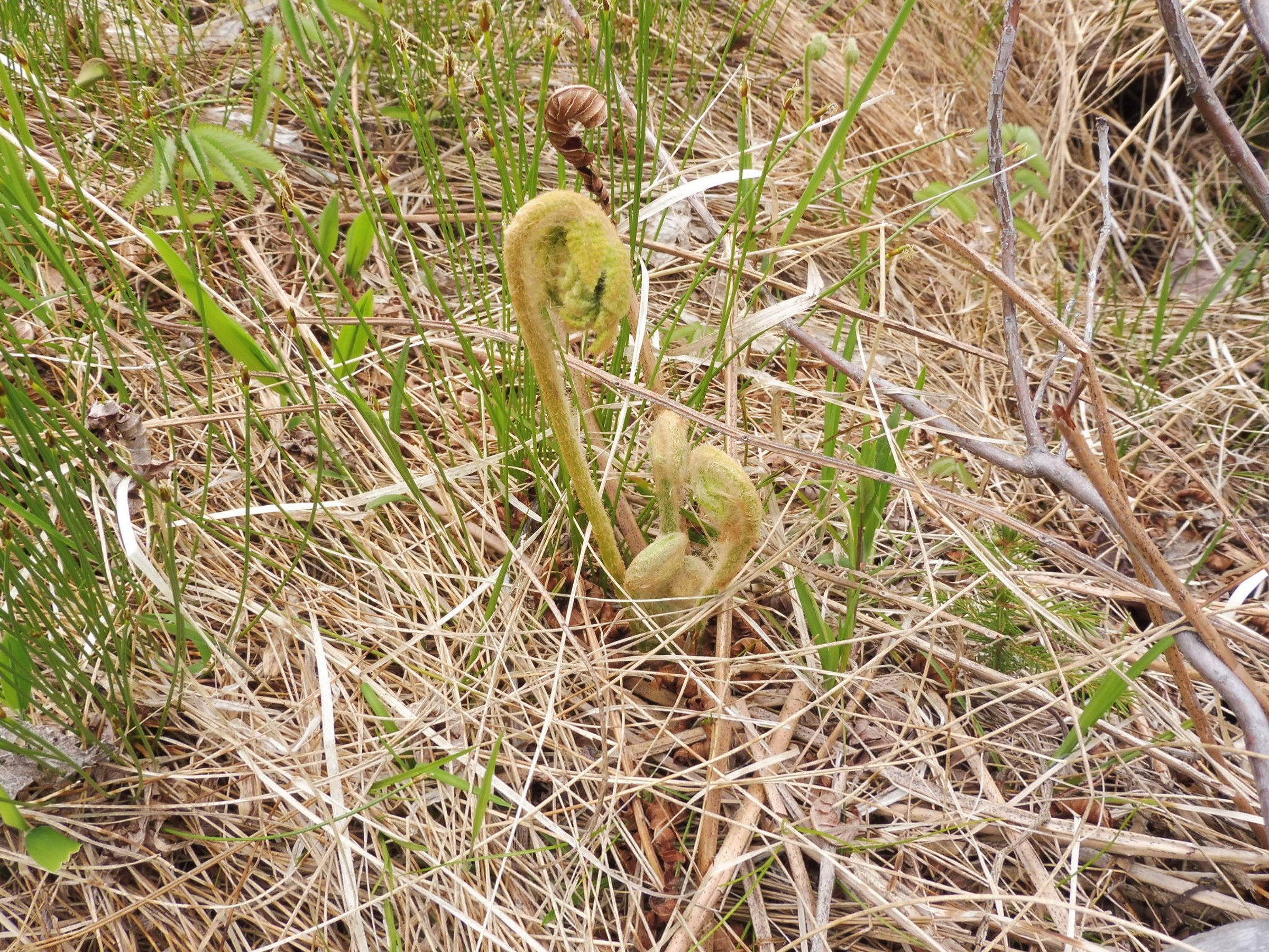 Fiddleheads | Photo