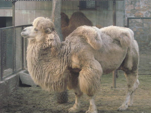 superior camel
