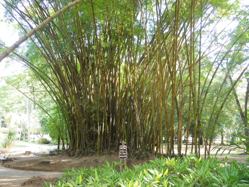Giant bamboo!